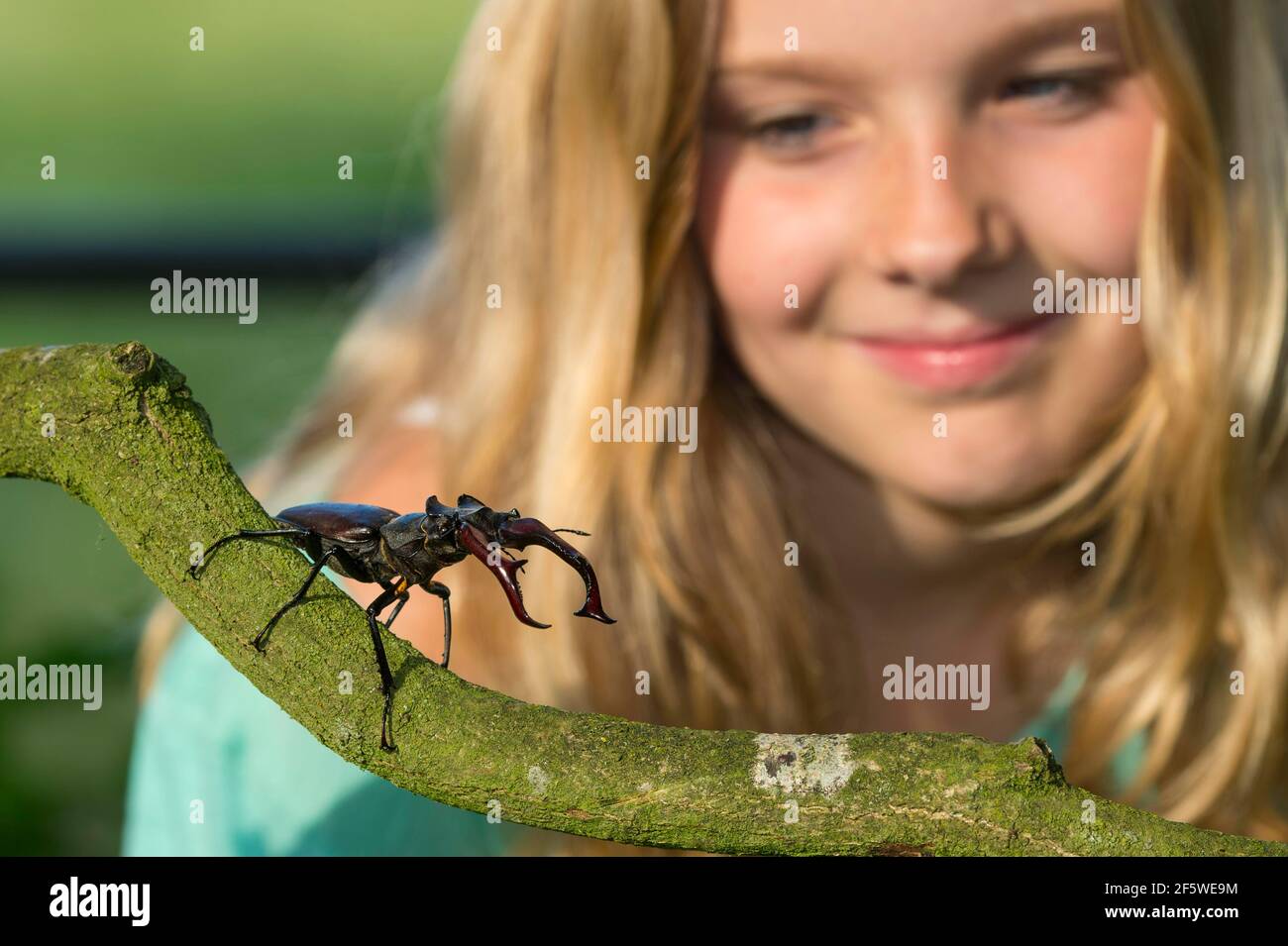 Stag beetle (Lucanus cervus) Lower Saxony, Germany Stock Photo