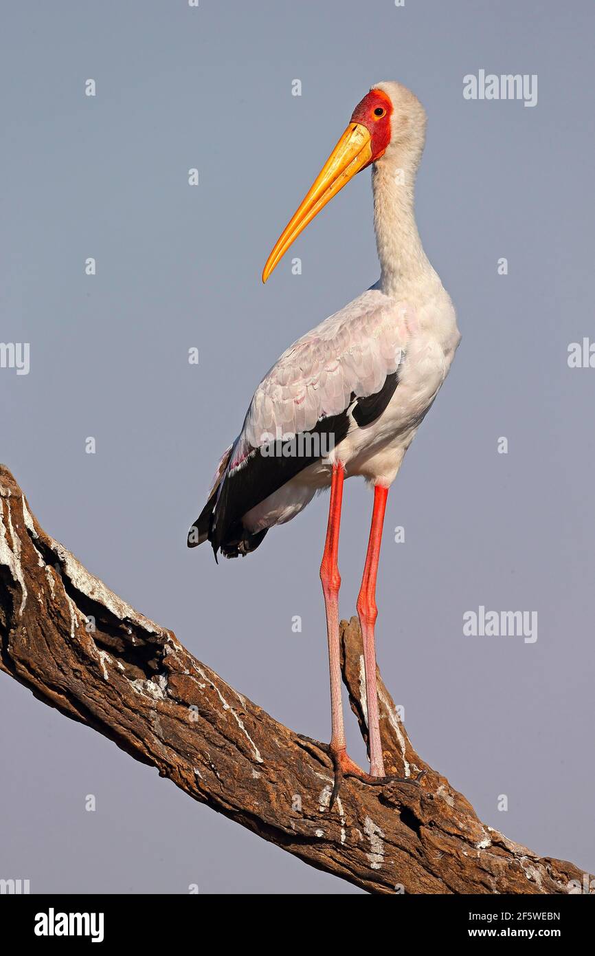 Yellow-billed stork (Mycteria ibis) (Ibis ibis), Chobe NP, Botswana Stock Photo