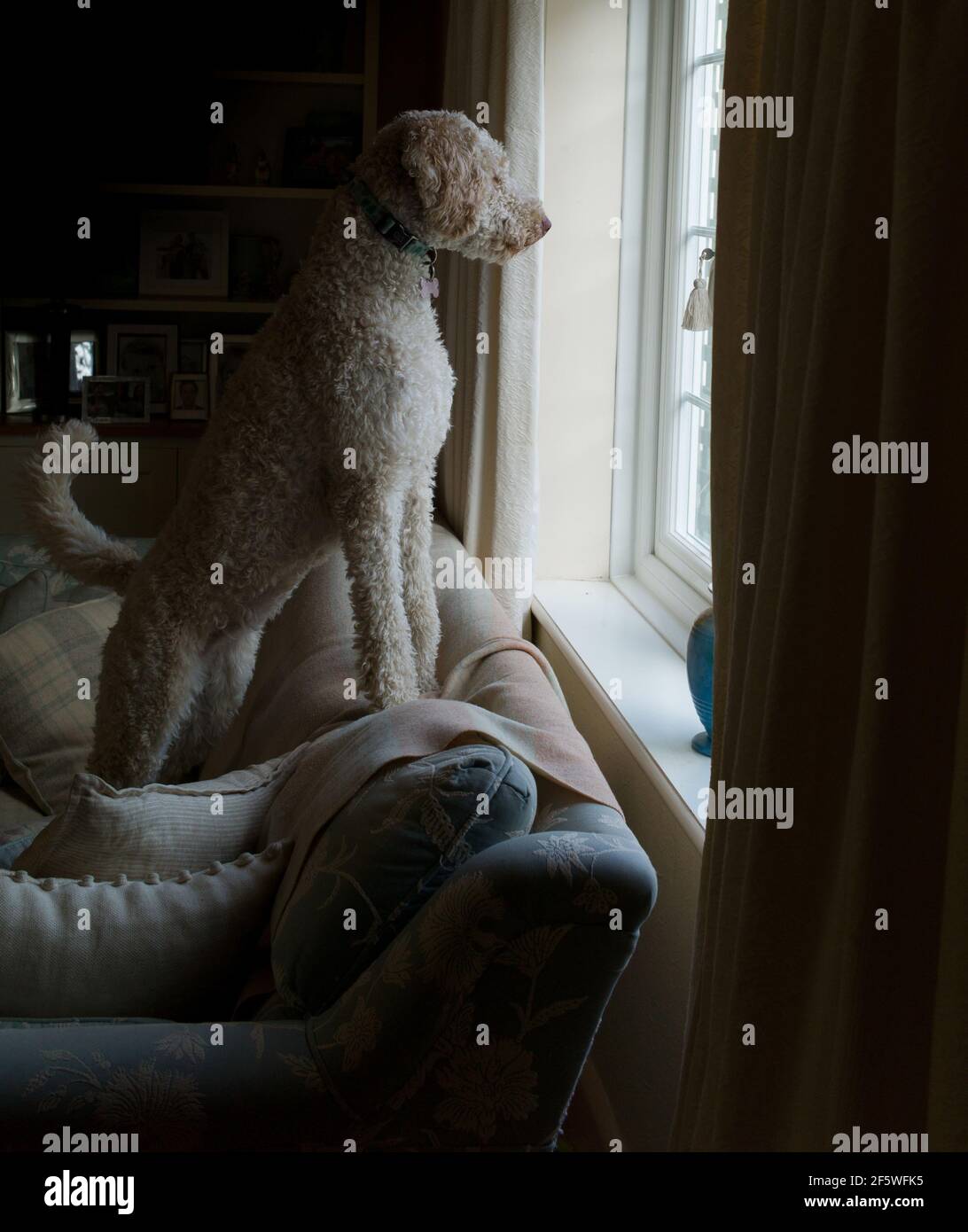 Standard poodle on sofa looking out of a window Stock Photo