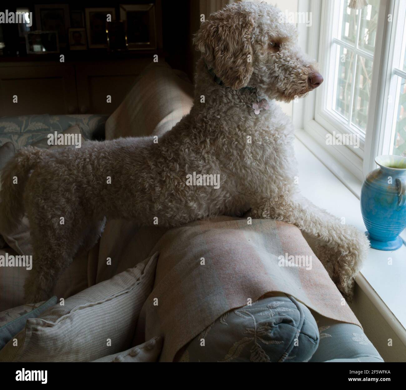 Standard poodle on sofa looking out of a window Stock Photo