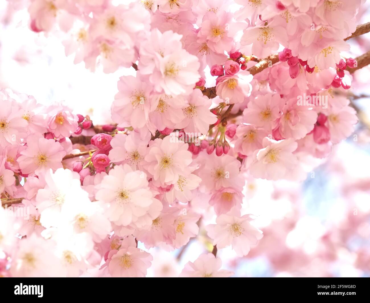 Macro of pink cherry blossoms on a tree in spring Stock Photo - Alamy
