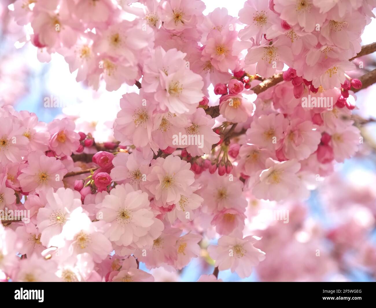 Macro of pink cherry blossoms on a tree in spring Stock Photo - Alamy