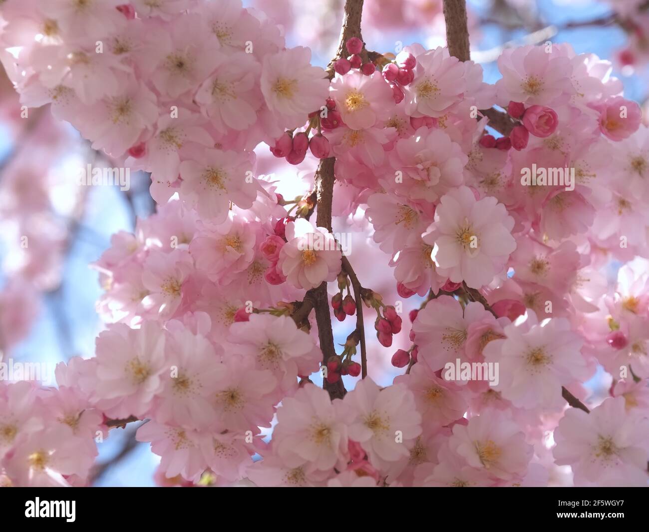 Macro of pink cherry blossoms on a tree in spring Stock Photo - Alamy