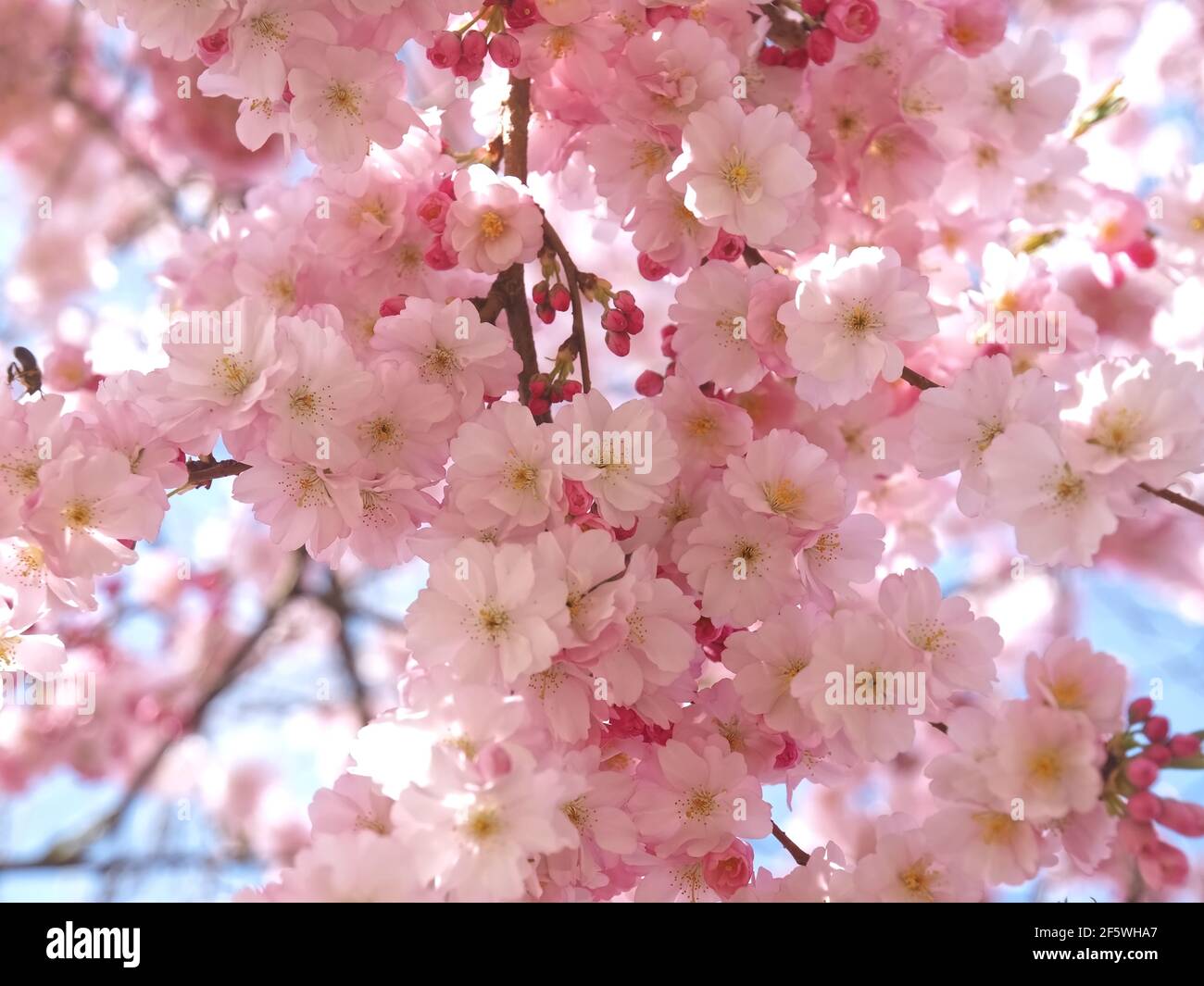 Macro of pink cherry blossoms on a tree in spring Stock Photo - Alamy