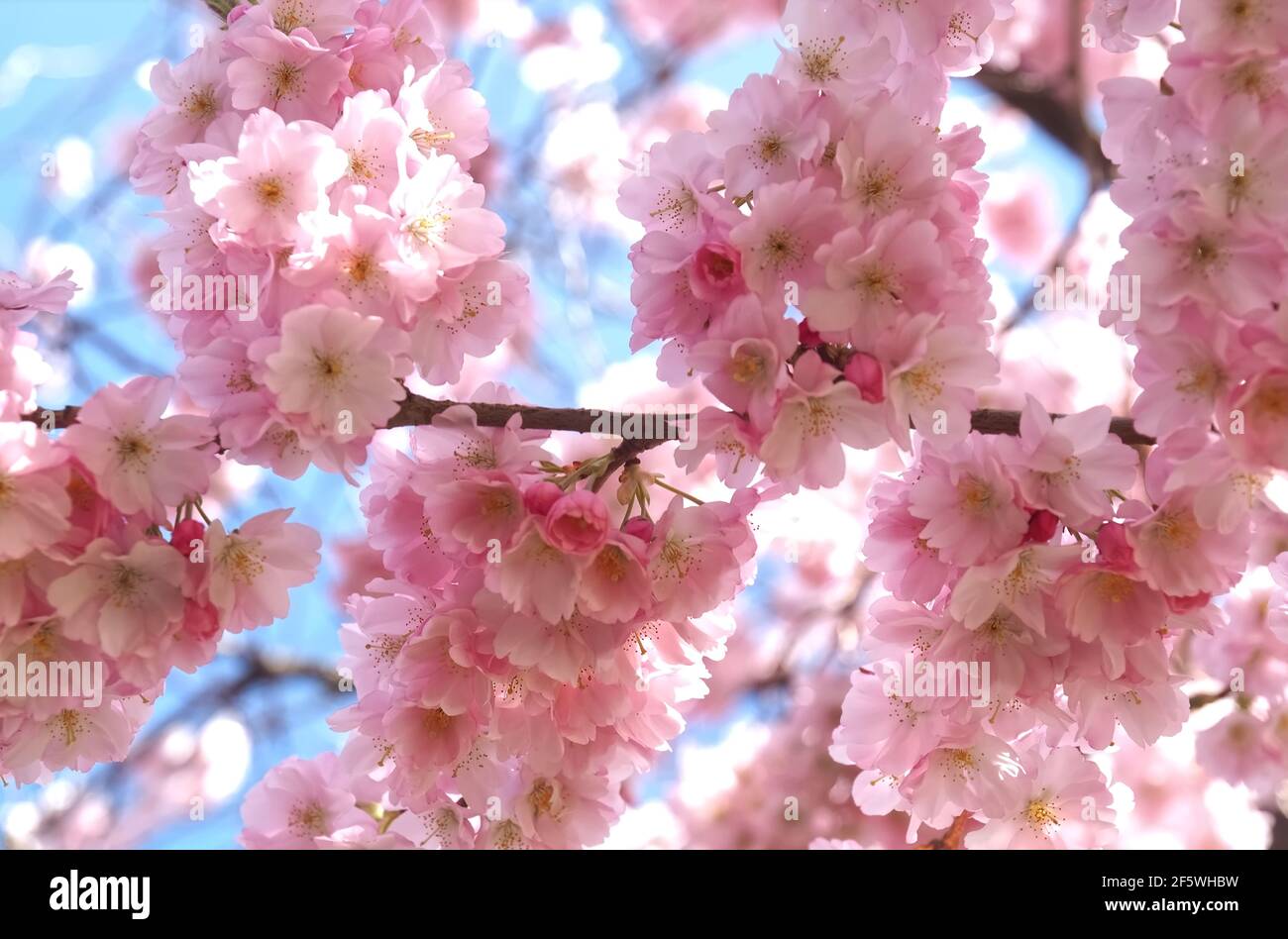Macro of pink cherry blossoms on a tree in spring Stock Photo - Alamy