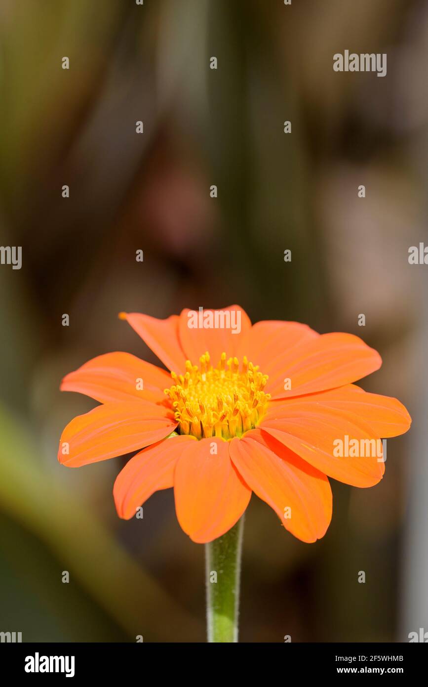 Tithonia rotundifolia 'Torch', Mexican Sunflower 'Torch'. Orange flower, with brown background Stock Photo