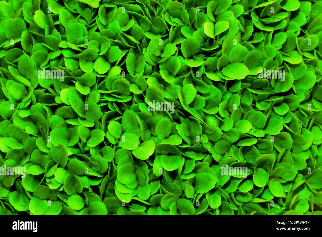 Isolated macro of living organic buttercrunch lettuce from above texture Stock Photo