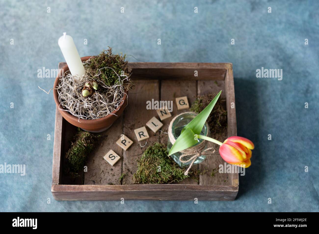 Tulip in a vase as a symbol for the beginning of spring in The Netherlands Stock Photo