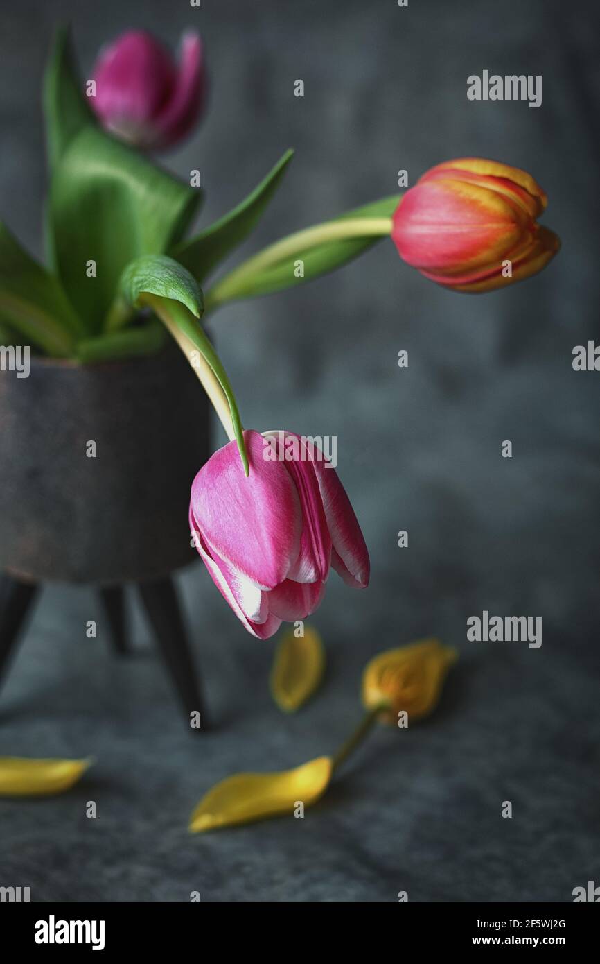 Bouquet of tulips in a plant pot with three legs  as a symbol for the beginning of spring in The Netherlands Stock Photo
