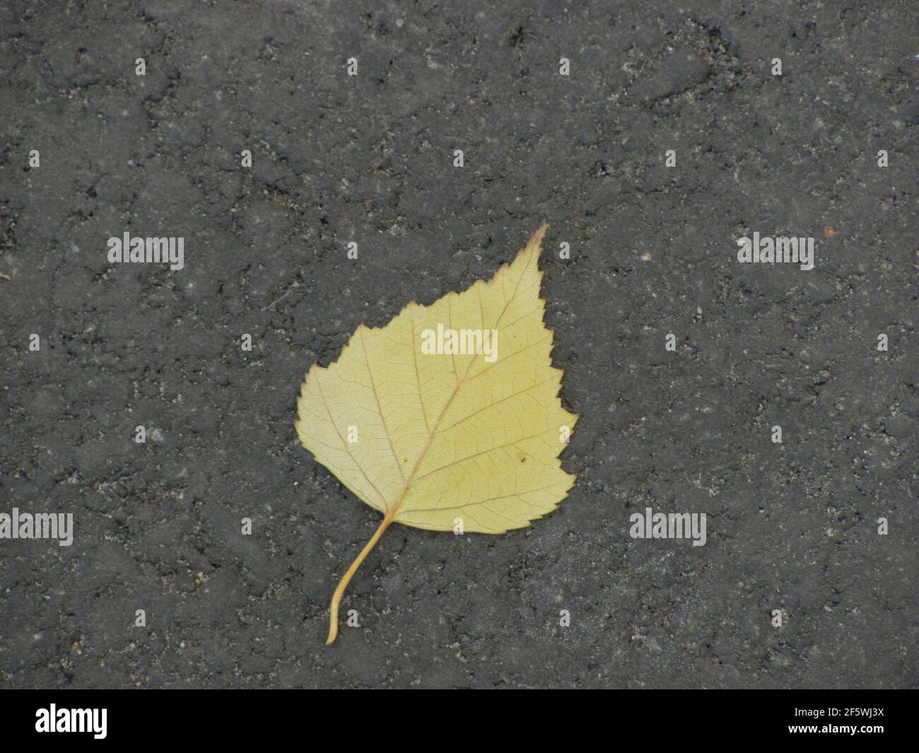 single yellow autumn leaf on the ground Stock Photo
