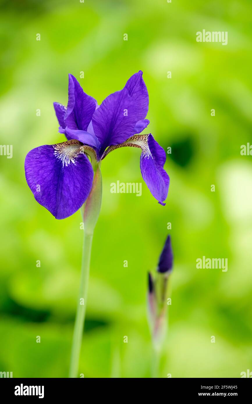 Iris sibirica 'Caesar's Brother' (Siberian Iris). Intense, violet flowers, green background Stock Photo