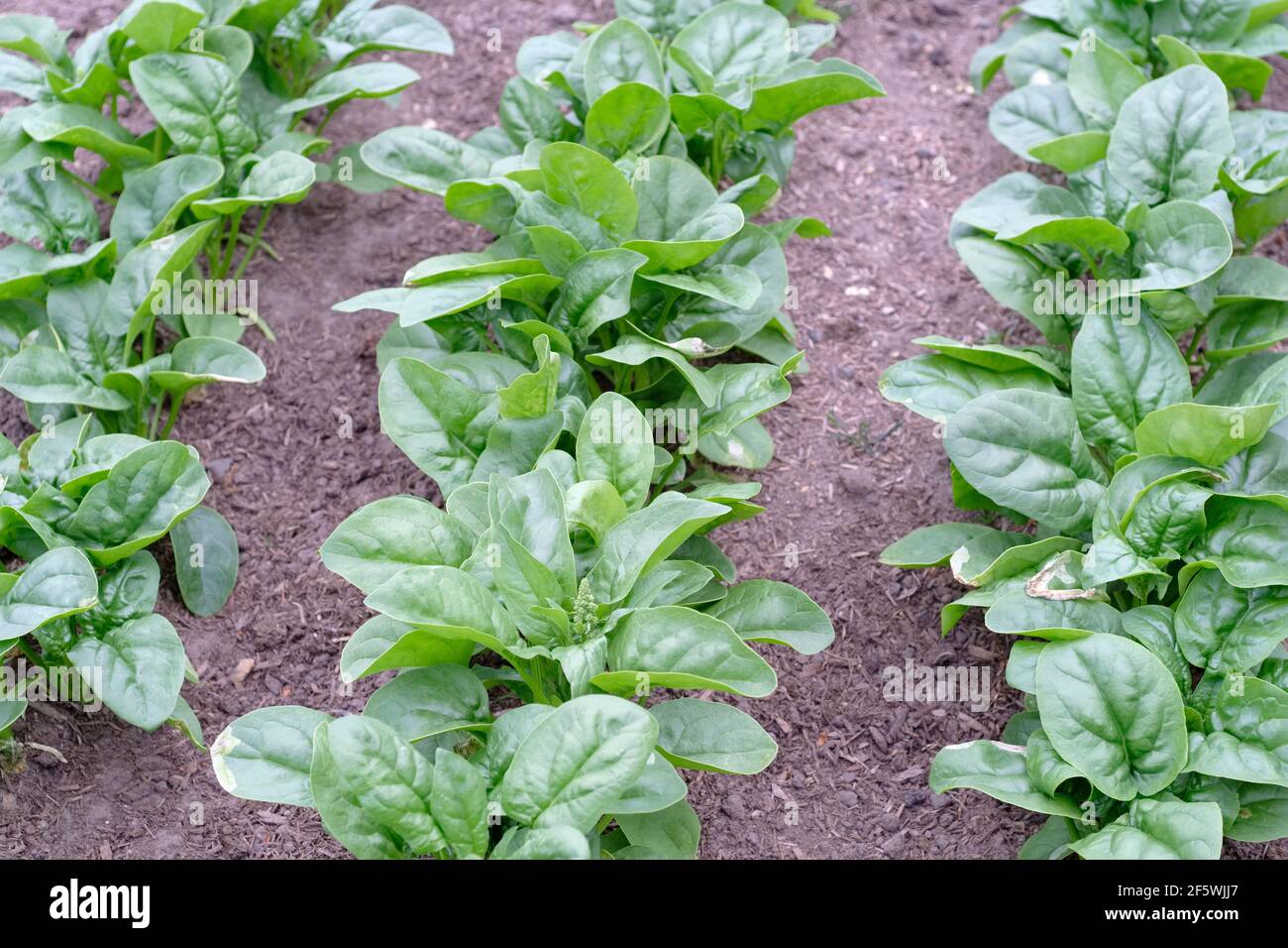 Spinach plants hires stock photography and images Alamy
