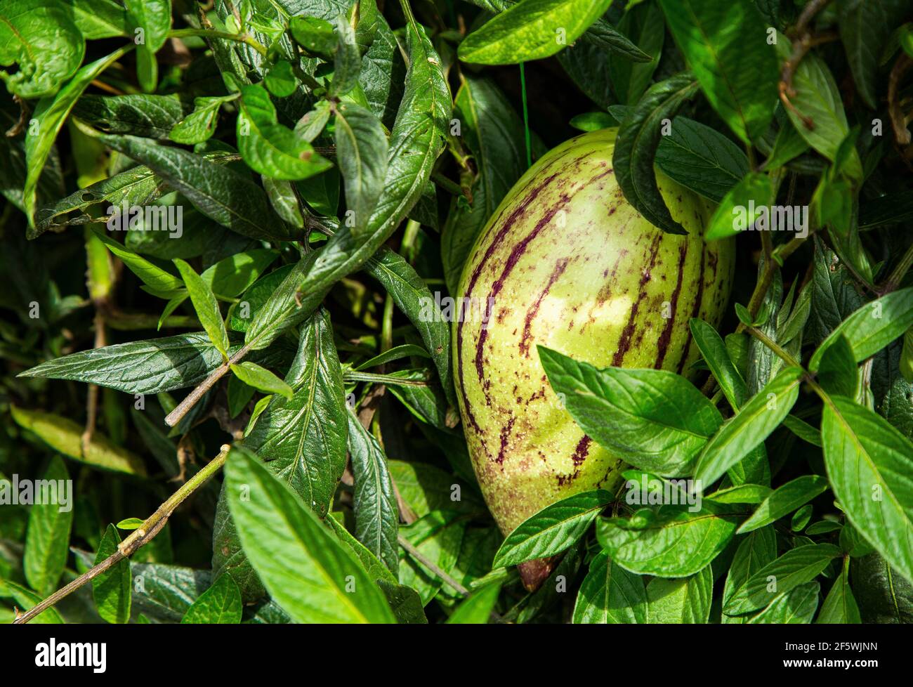 Sweet cucumber or pear-melon - Solanum muricatum Stock Photo
