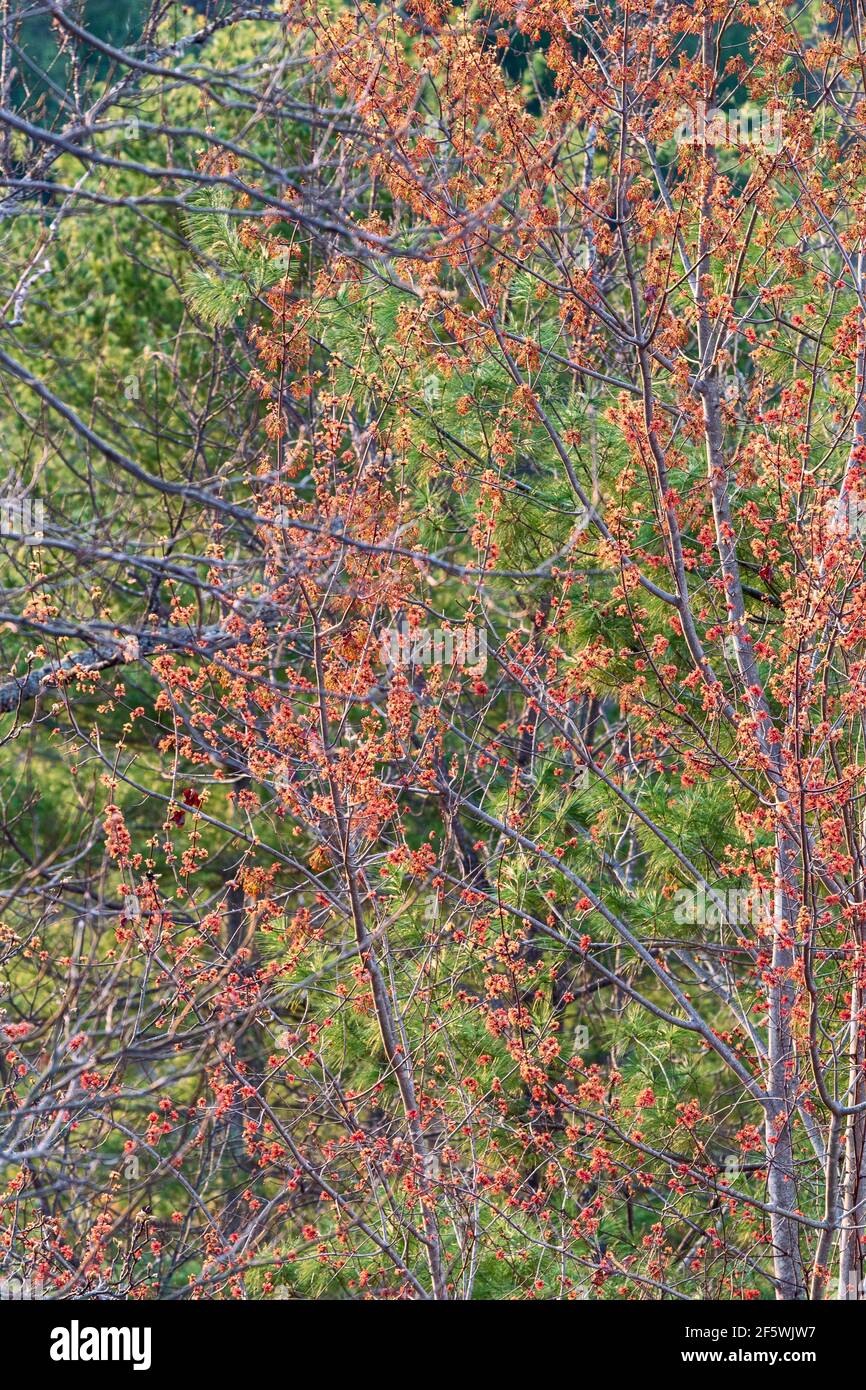 Detail of foliage at an overlook on the Interstate 26 Scenic Highway in Madison County, NC, USA Stock Photo