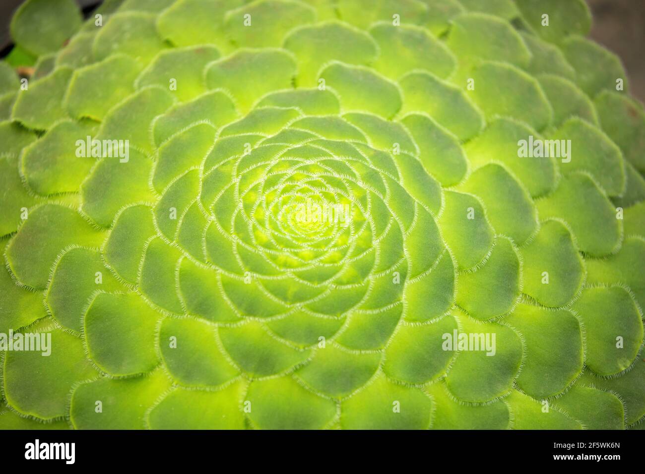 Aeonium tabuliforme - Beautiful spiral succulent Stock Photo