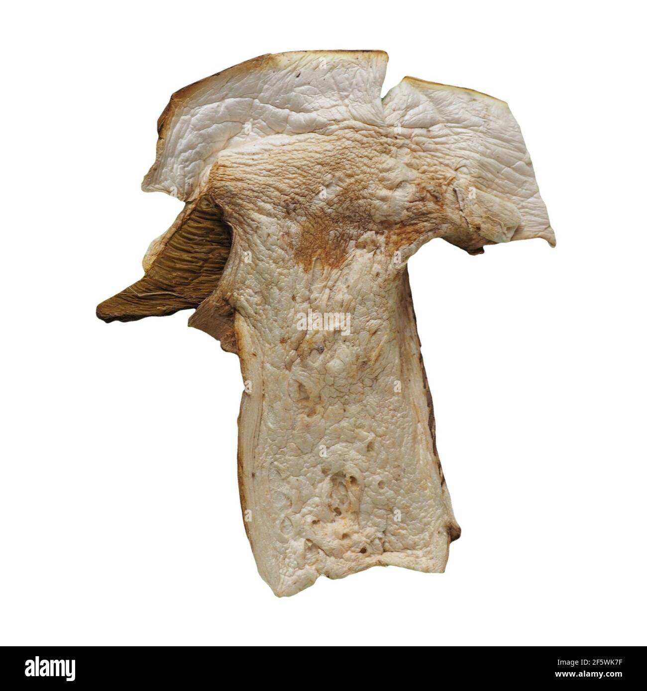 dried porcini (scientific name Boletus edulis) mushrooms vegetarian