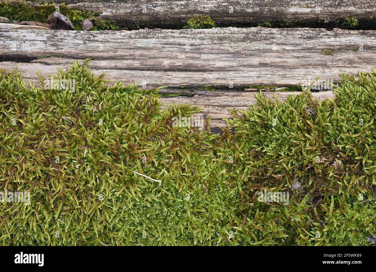moss (scientific classification Plantae Embryophytes Bryophyta) plant ...