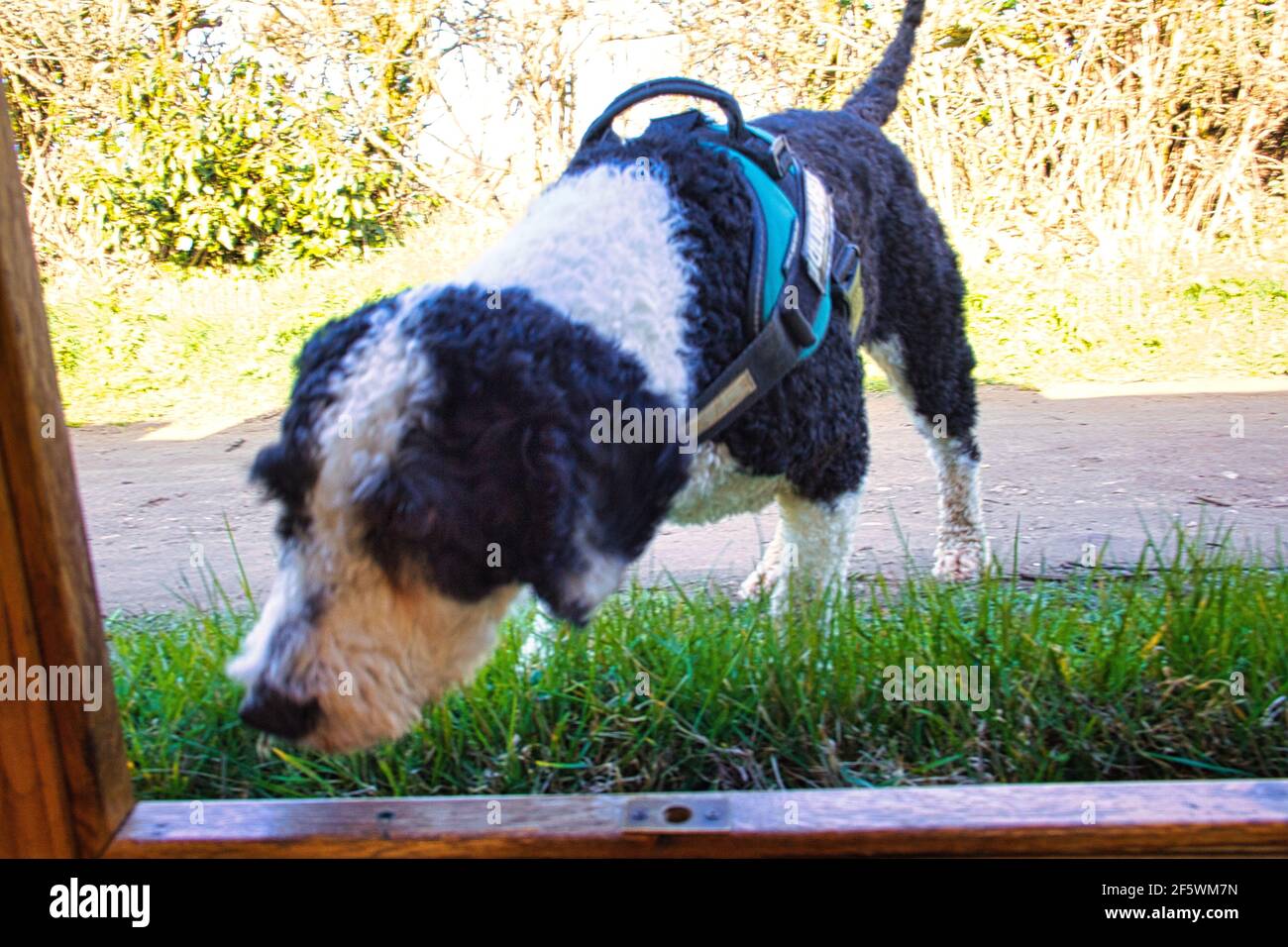 Nosey dog Stock Photo