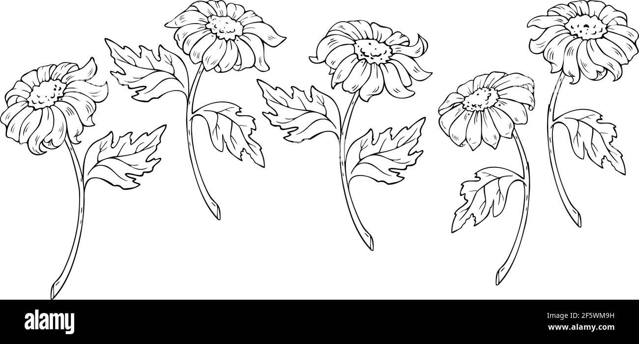 Vector collection with daisy flowers silhouettes. Flower design for coloring book. Stock Vector