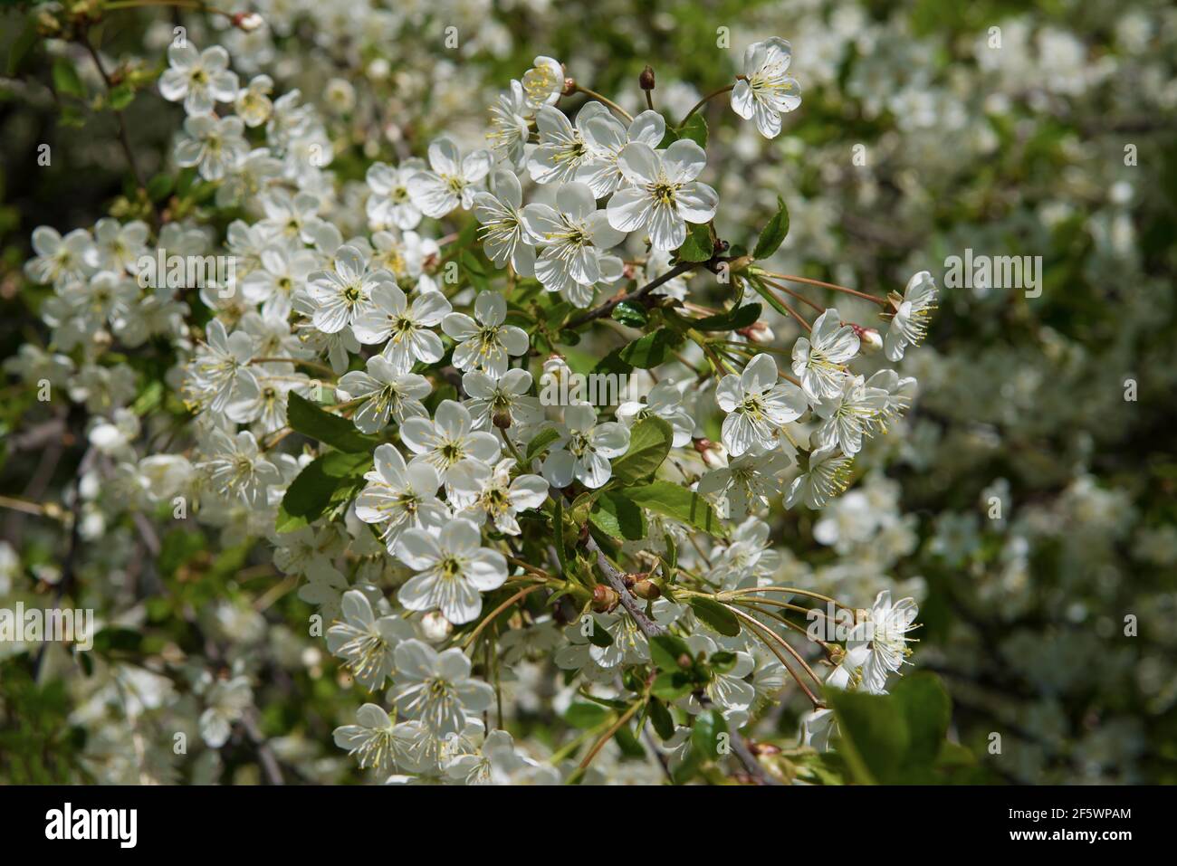 Blooming cherry close-up Stock Photo