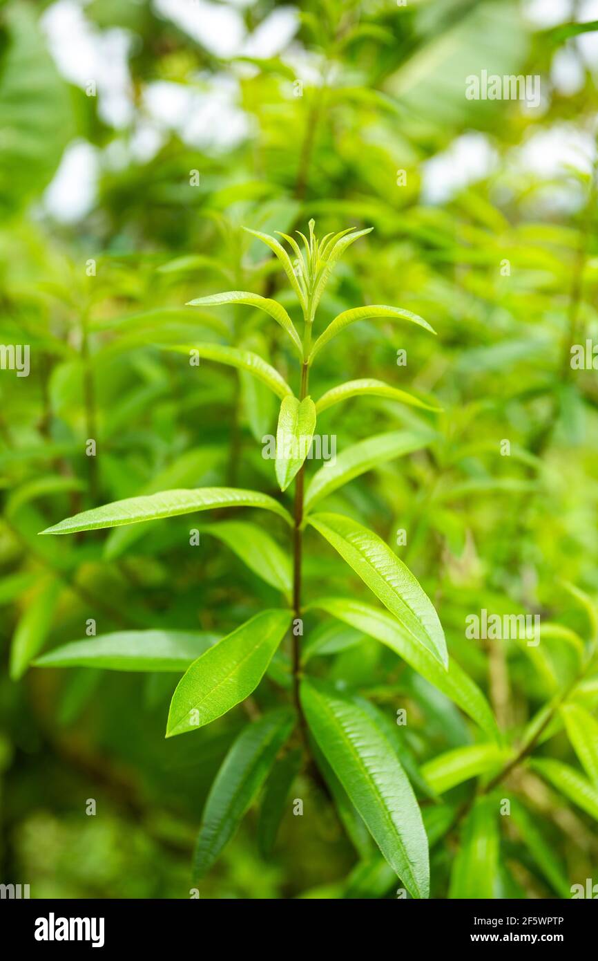 Aloysia citrodora - Lemon verbena aromatic foliage Stock Photo