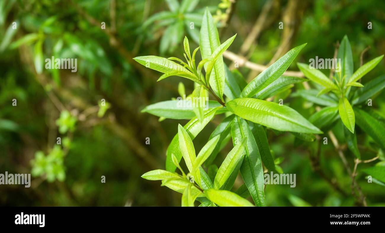 Aloysia citrodora - Lemon verbena's green leaves Stock Photo