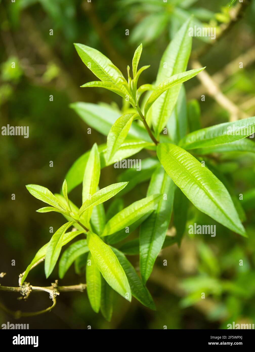 Lemon verbena's green leaves - Aloysia citrodora Stock Photo