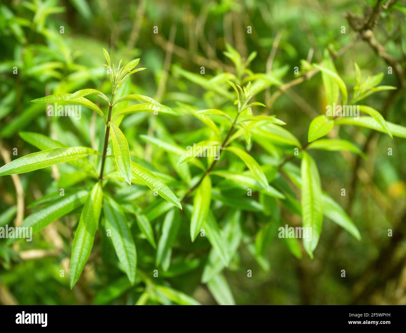 Lemon verbena's green leaves - Aloysia citrodora Stock Photo