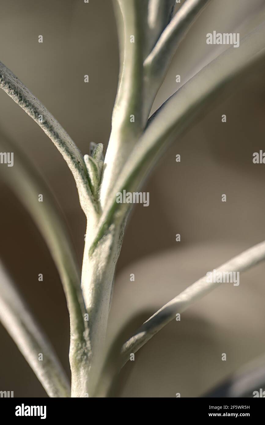 Beautiful spring closeup of silver sage (Artemisia cana) stem, evergreen bush with narrow silver-gray aromatic leaves, inconspicuous yellow flowers Stock Photo