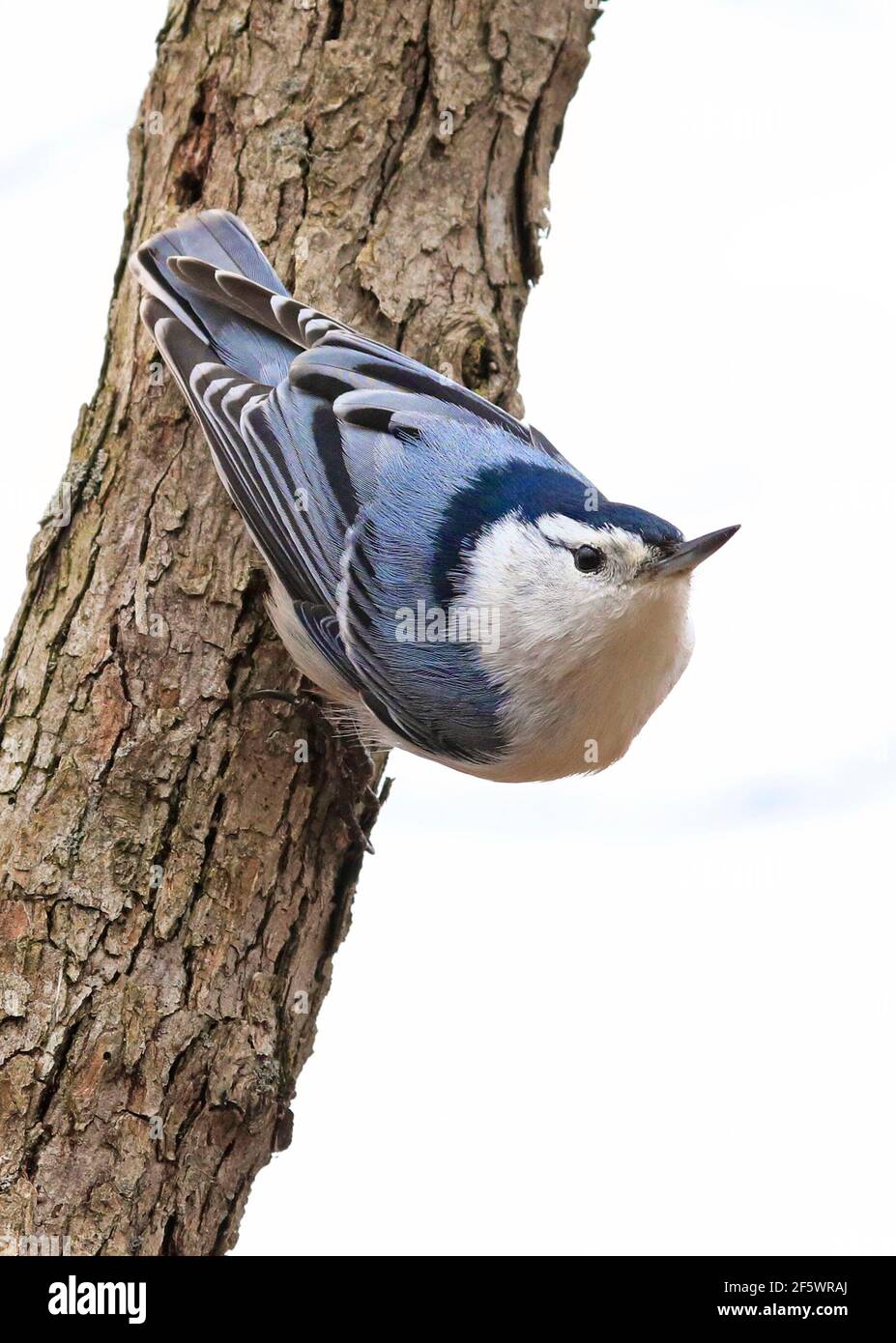 White-breasted Nuthatch sitting on a tree trunk into the forest, isolated on white background, Quebec, Canada Stock Photo