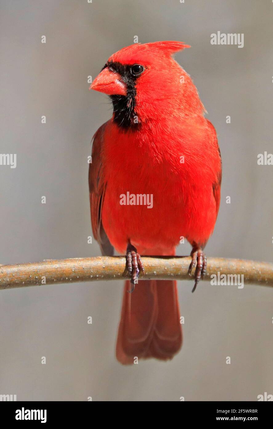 Northern Cardinal male sitting on a tree branch, Quebec, Canada Stock