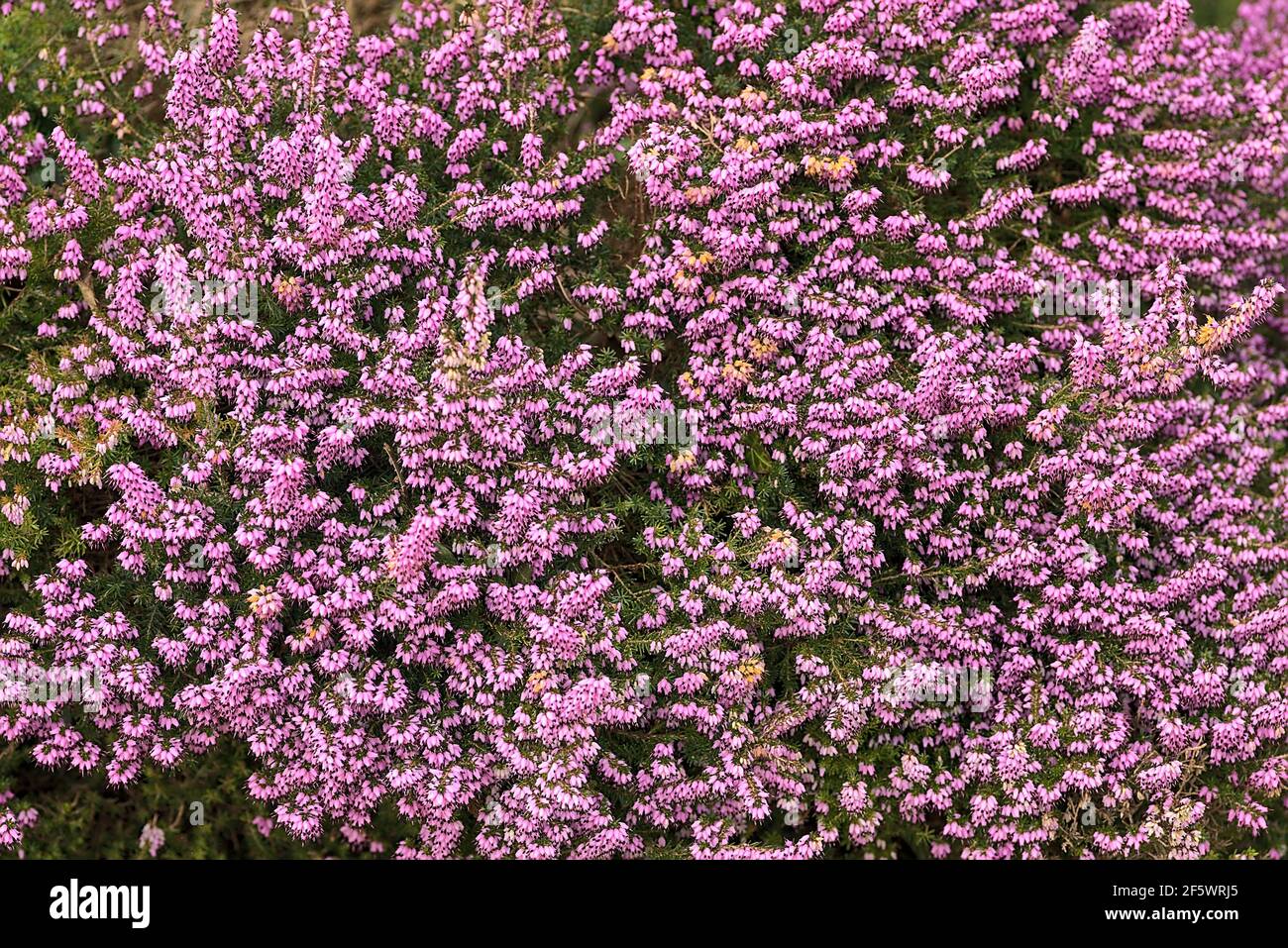 Beautiful uniform background of purple bell shaped heather (Erica cinerea) commonly growing in Great Britain and western Europe. High resolution Stock Photo