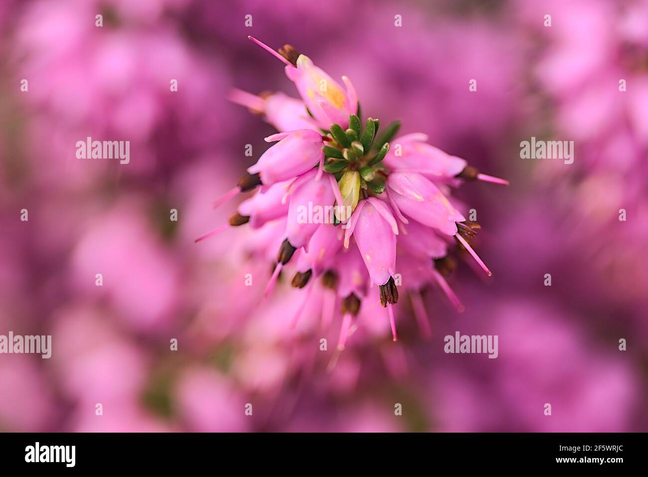 Beautiful macro view of pink bell shaped heather (Erica cinerea) commonly growing in Great Britain and western Europe. High resolution. Seen in Dublin Stock Photo