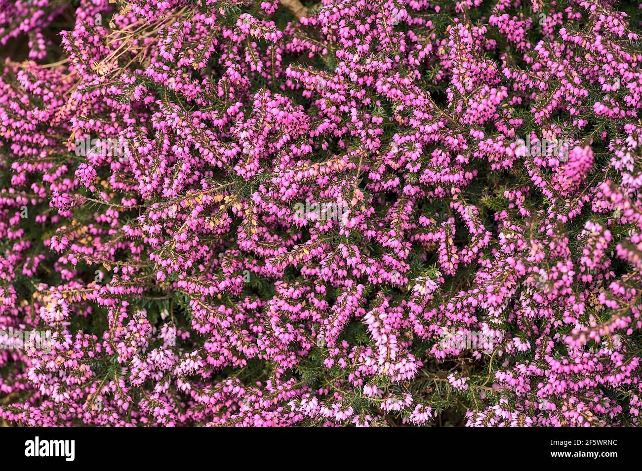 Beautiful uniform background of purple bell shaped heather (Erica cinerea) commonly growing in Great Britain and western Europe. High resolution Stock Photo