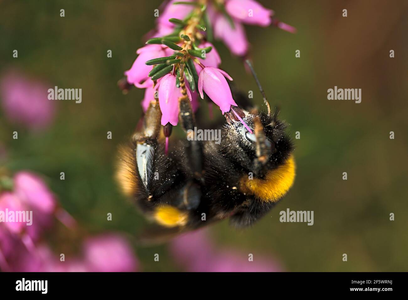 Beautiful macro view of bumble bee, efficient pollinator, (Bombus) collecting pollen from pink bell shaped heather (Erica cinerea) flowers, Dublin Stock Photo