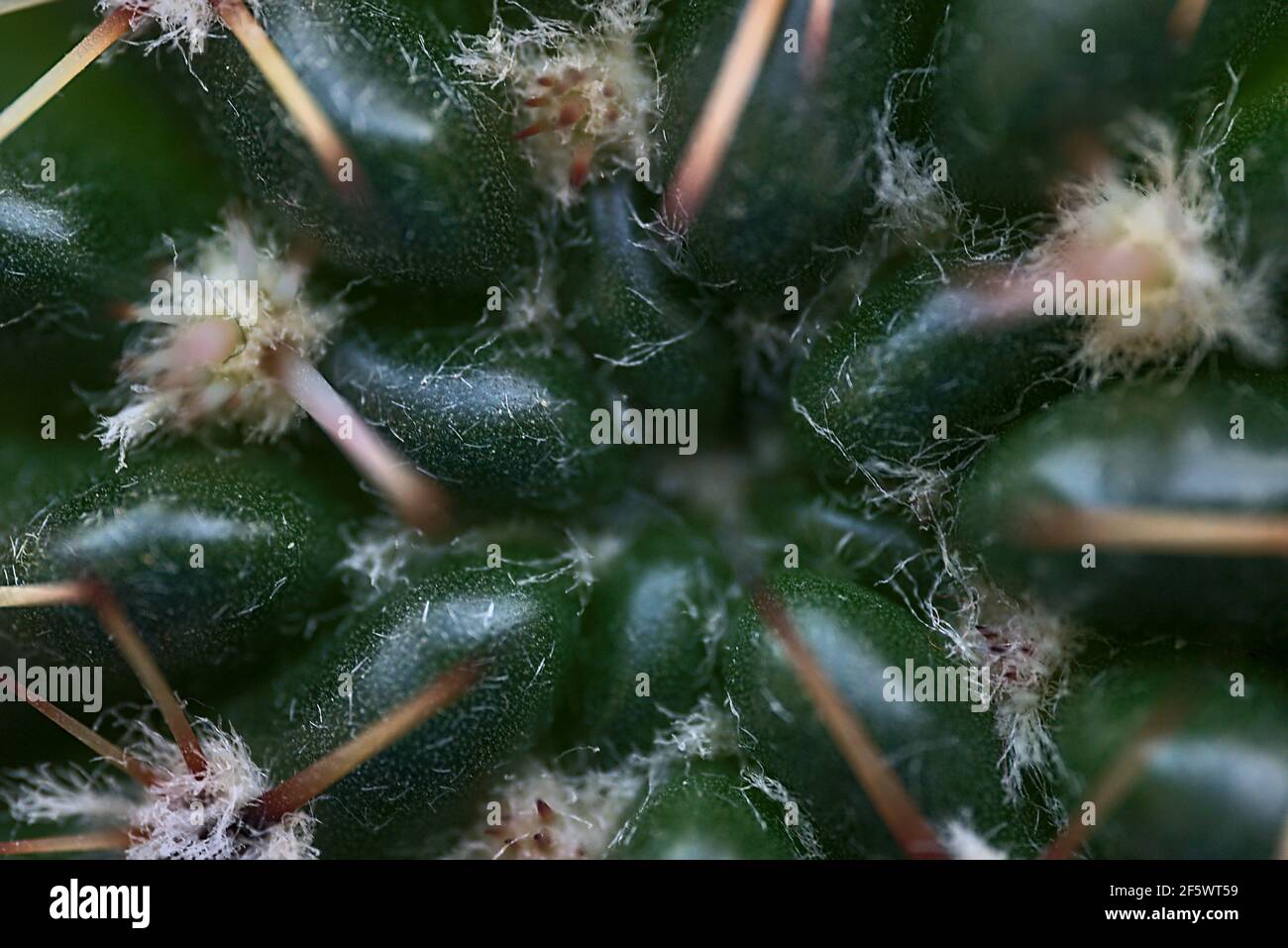 Beautiful macro view of cactus (Cactaceae) spines, glochids and areole of room pant on windowsill, Dublin, Ireland Stock Photo