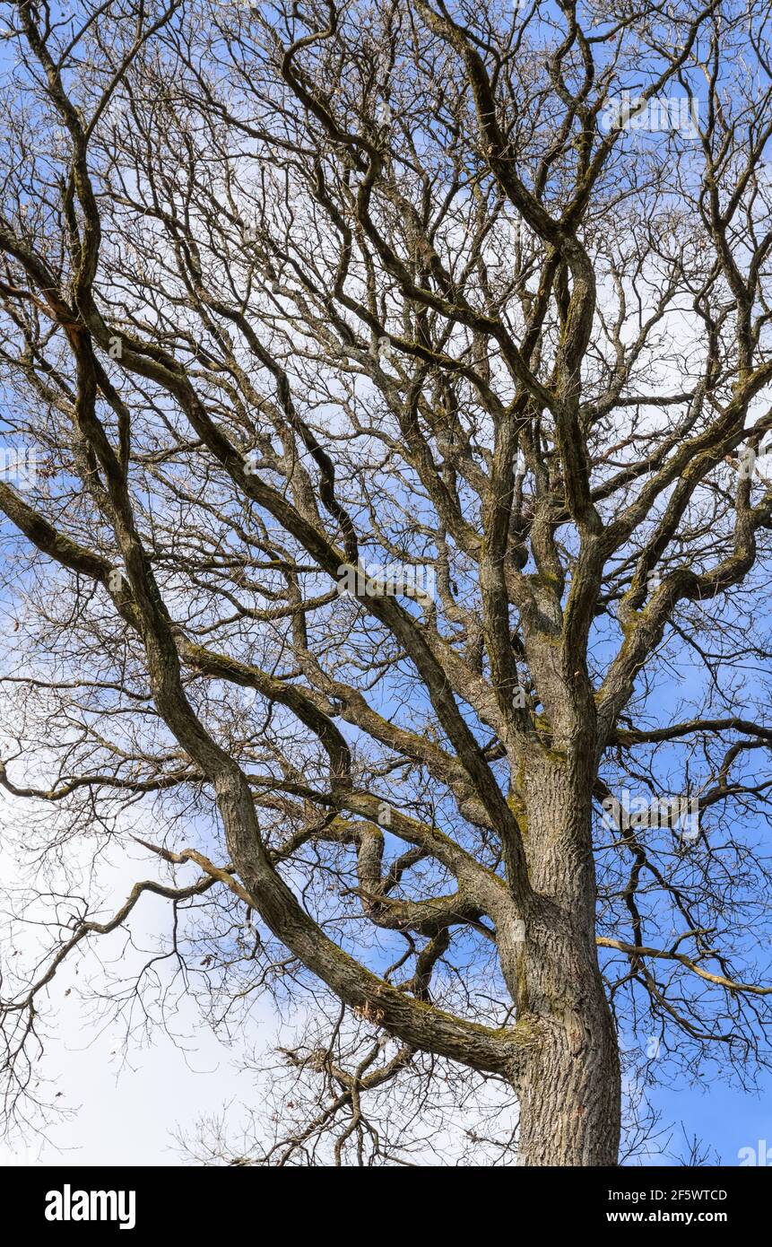 Silhouette of fine branches and twigs of an oak tree against blue sky ...