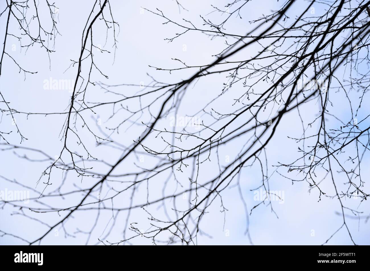 Silhouette of fine branches and twigs of an oak tree against blue sky ...