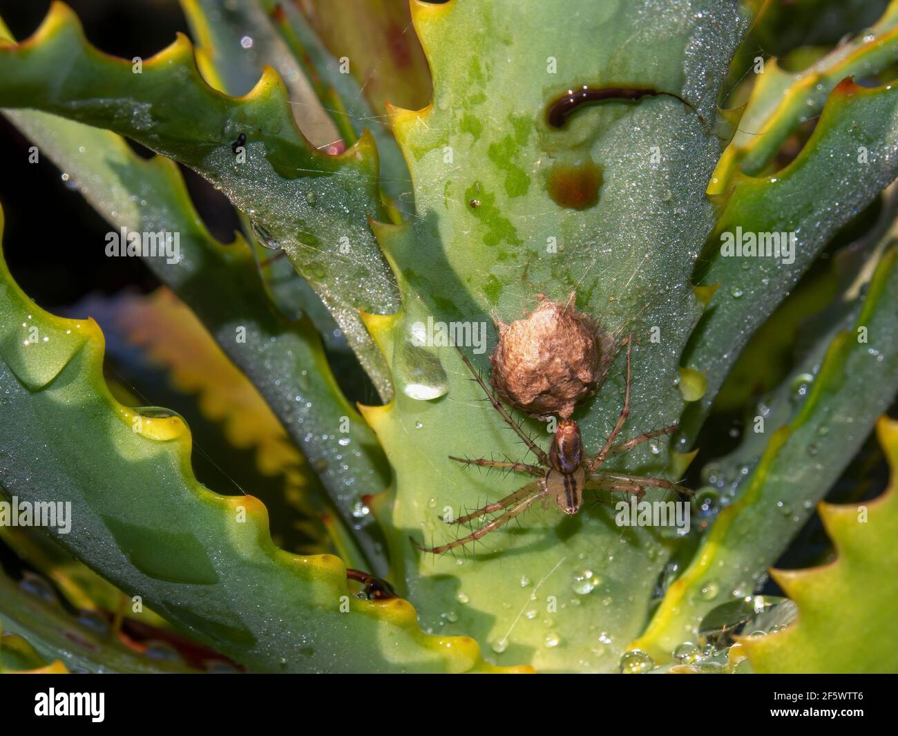 Macro photography of a linx spider and its nest on a candelabra aloe