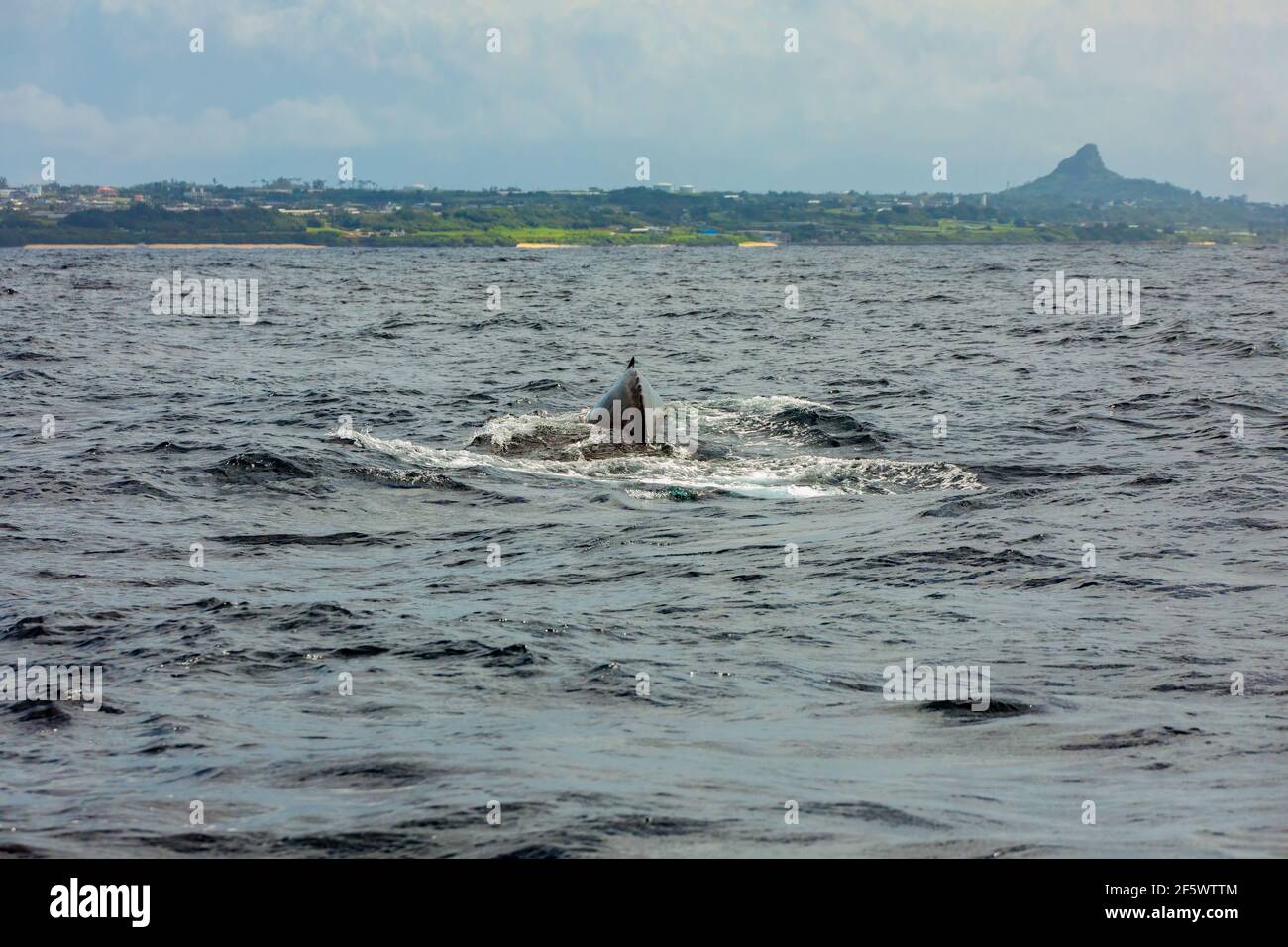 Humpback Whale at Higashiemae, Ie-son, Kunigami-gun, Okinawa, Japan in the back Ie Island Stock Photo