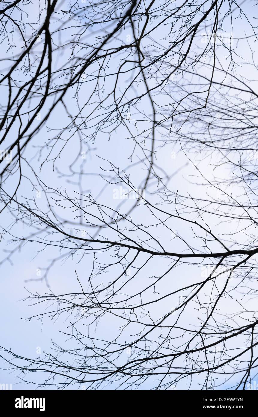Silhouette of fine branches and twigs of an oak tree against blue sky ...