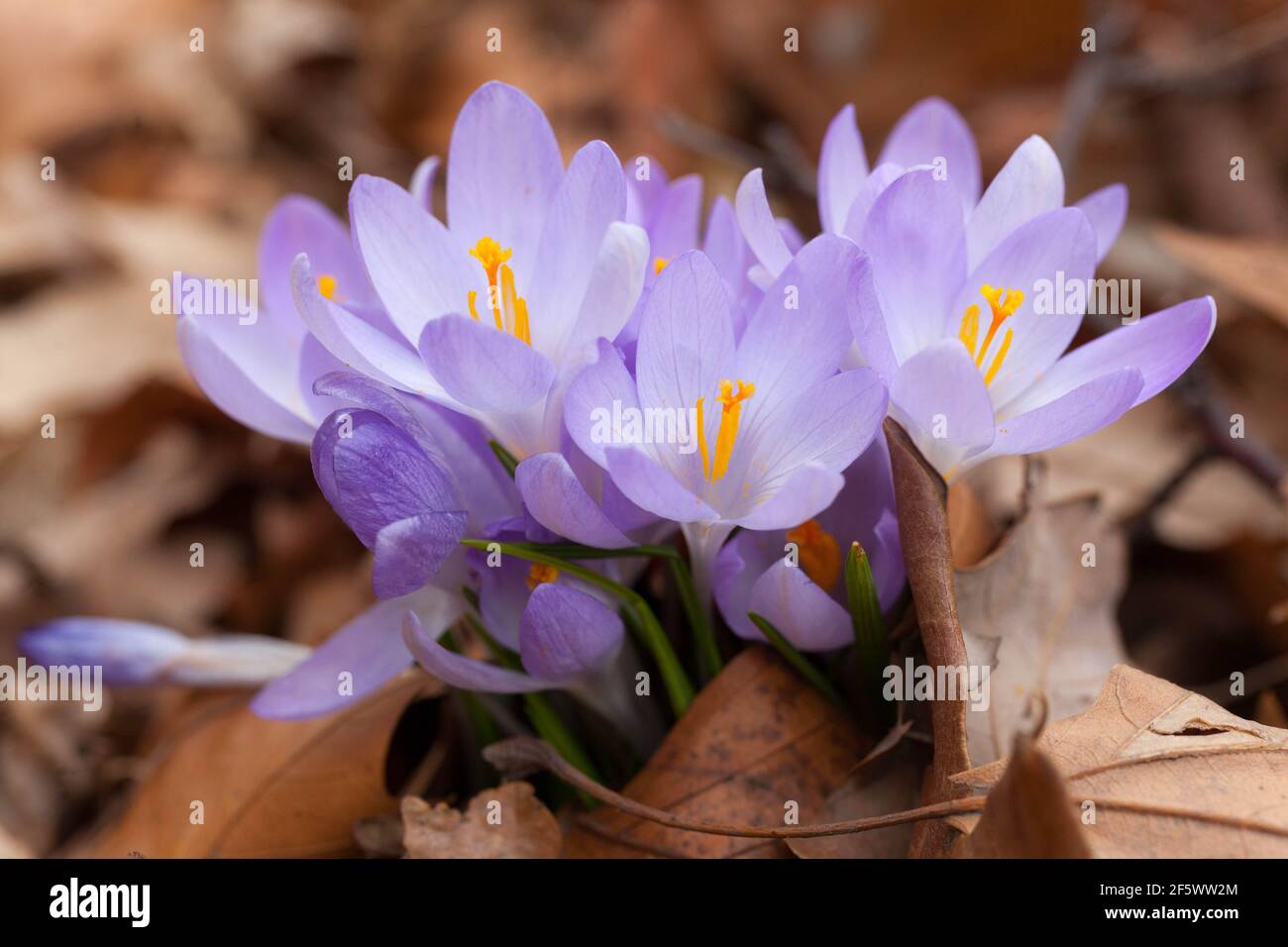 Spring crocuses First Spring flowers Growing up Leaves Clumps of Crocuses Flowering in March Early spring Flowers Pale blue Crocus Flower Blooming Stock Photo