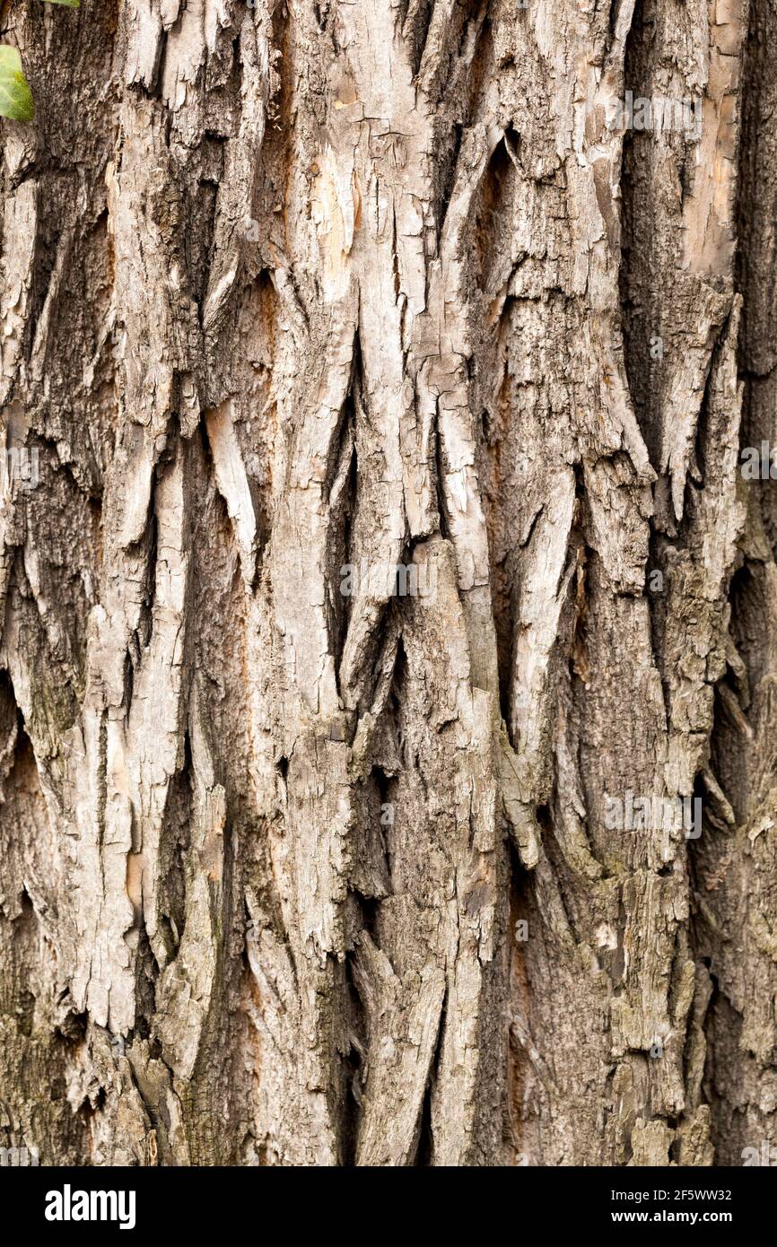 Fraxinus pennsylvanica Aucubaefolia tree bark Green Ash tree Stock Photo