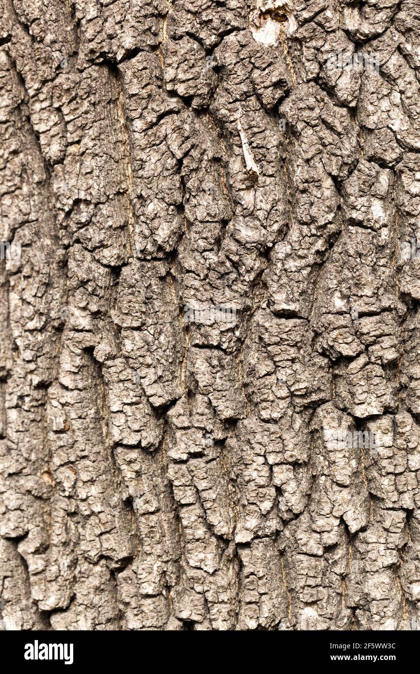 Fraxinus pennsylvanica Oxycarpa tree bark Green Ash tree Stock Photo