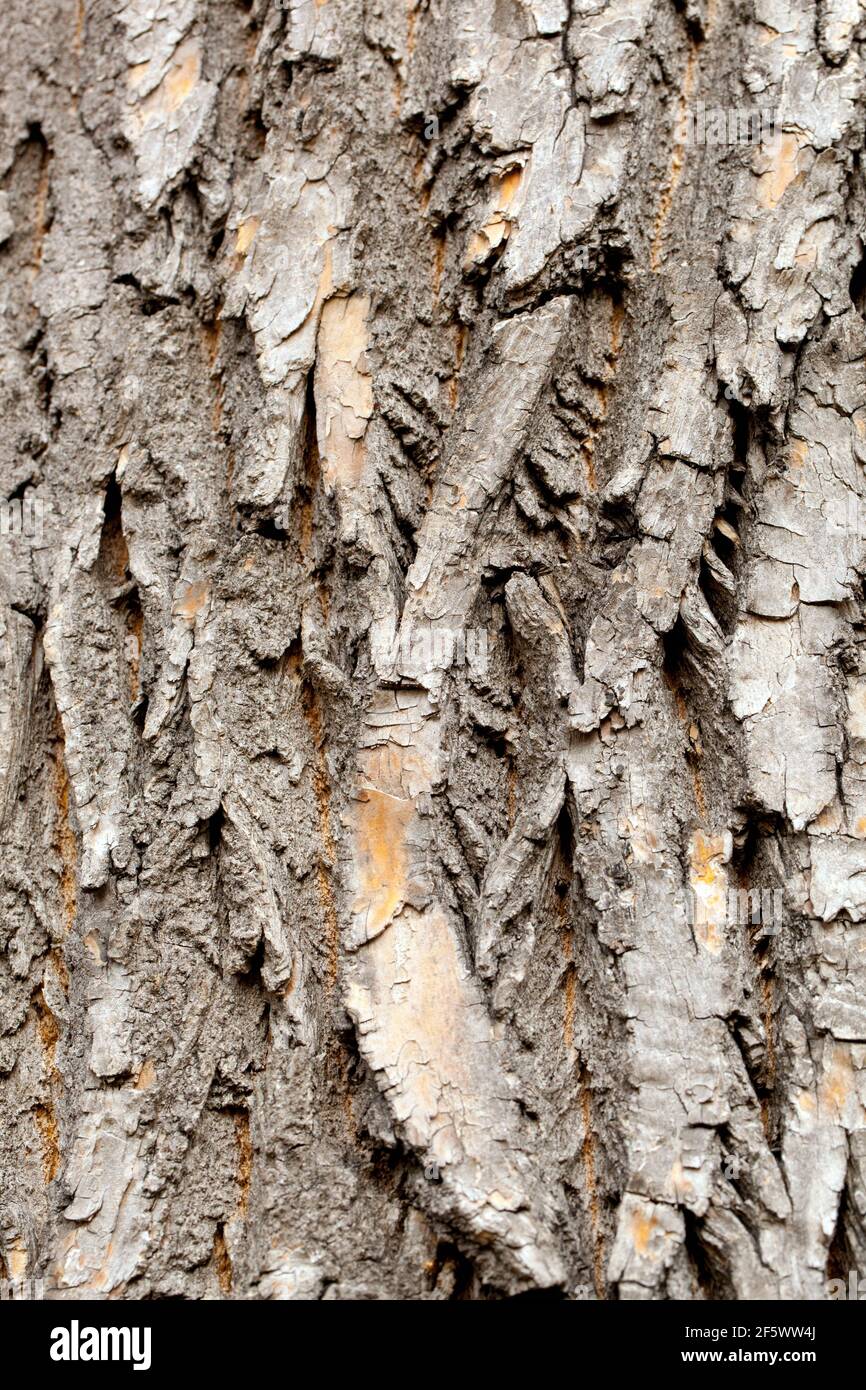 Fraxinus pennsylvanica Lanceolata tree bark texture Green Ash tree Stock Photo