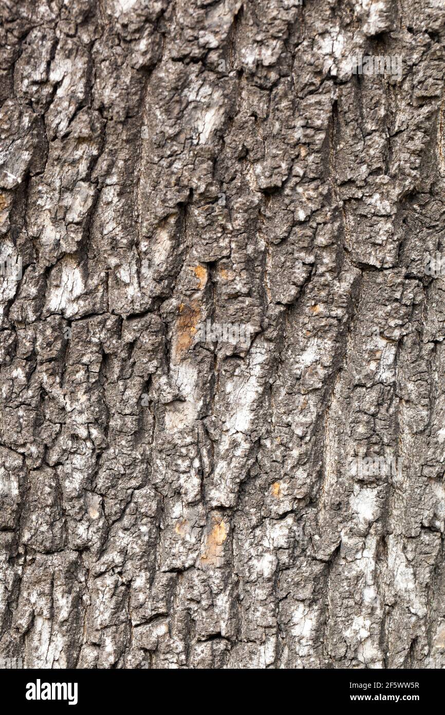 Fraxinus excelsior 'Diversifolia' tree bark Stock Photo