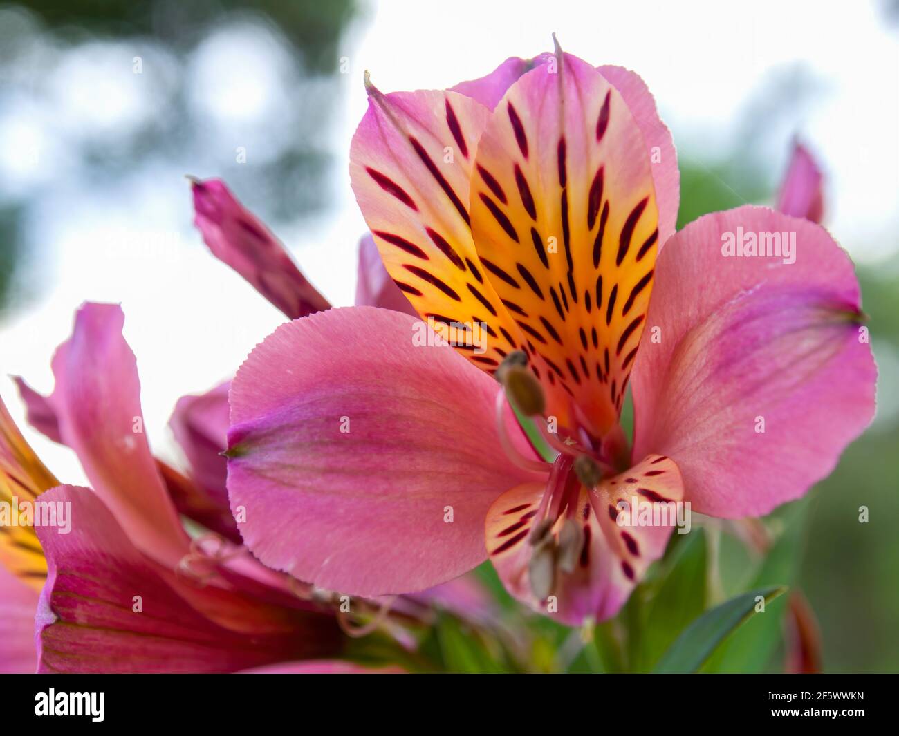 Macro-photography of peruvian lily flowers, alstroemeria saturne, captured at a garden near the colonial town of Villa de Leyva, Colombia. Stock Photo