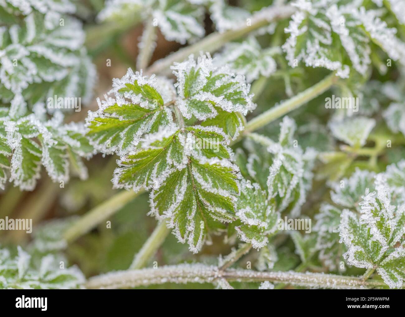 Heavy frost on leaf surface of the Umbellifer Cow Parsley / Anthriscus sylvestris. For winter