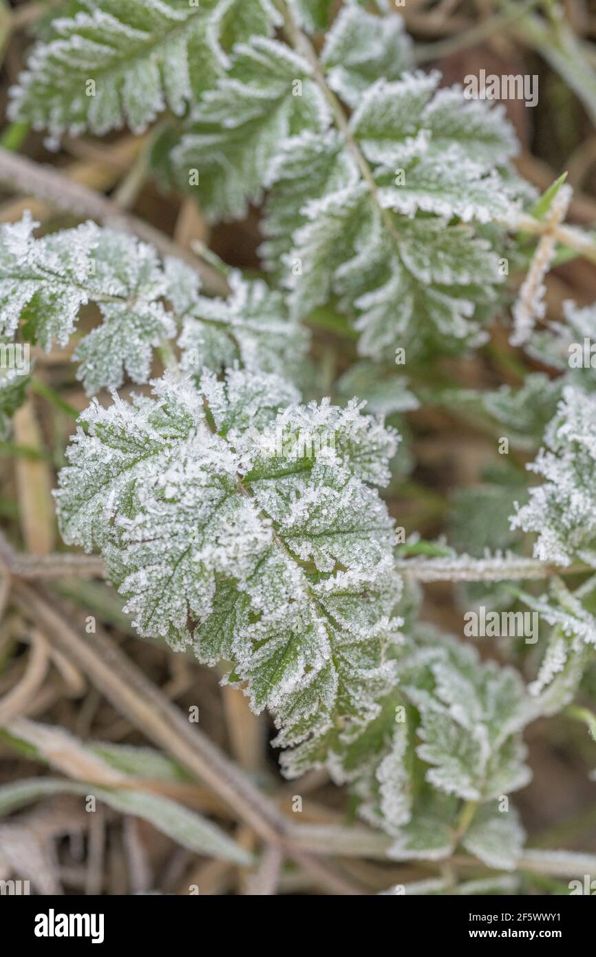 Heavy frost on leaf surface of the Umbellifer Cow Parsley / Anthriscus sylvestris. For winter