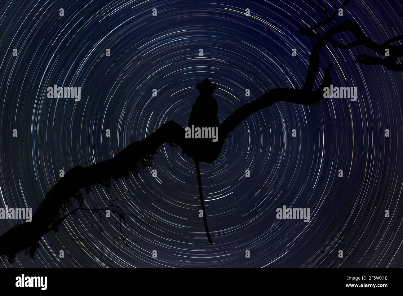 Silhouette of monkey at night with startrail in the background Stock Photo